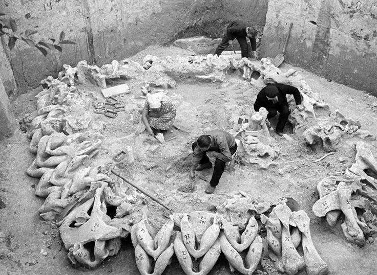 5. Кости мамонта, оставшиеся от древнейшего построенного людьми поселения. Им более 15 000 лет (Межирич, Украина).
