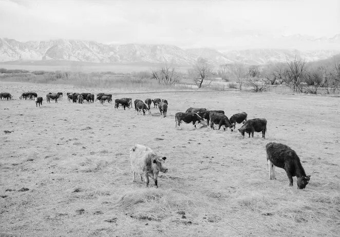 13. Крупный рогатый скот на южной ферме центра переселения Манзанар