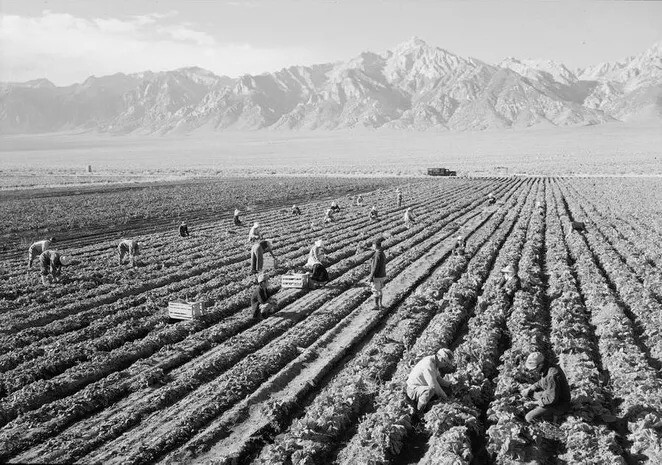 19. Рабочие собирают урожай в поле.
