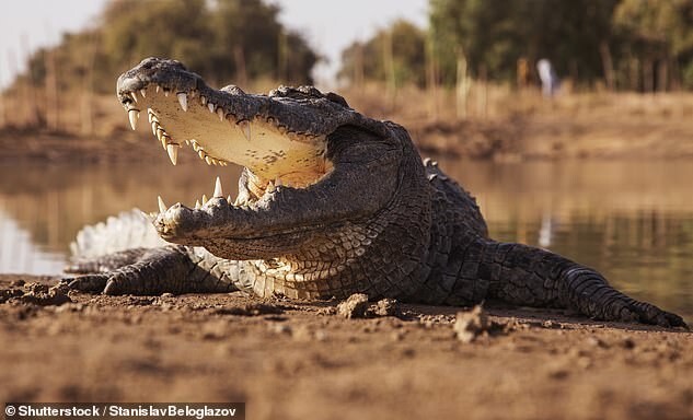 На 18-летнюю британку в Замбии напал крокодил