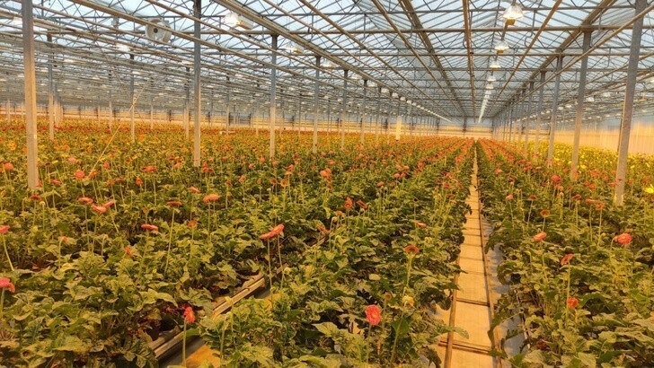 В Калужской области открылся крупнейший в России цветочный комплекс