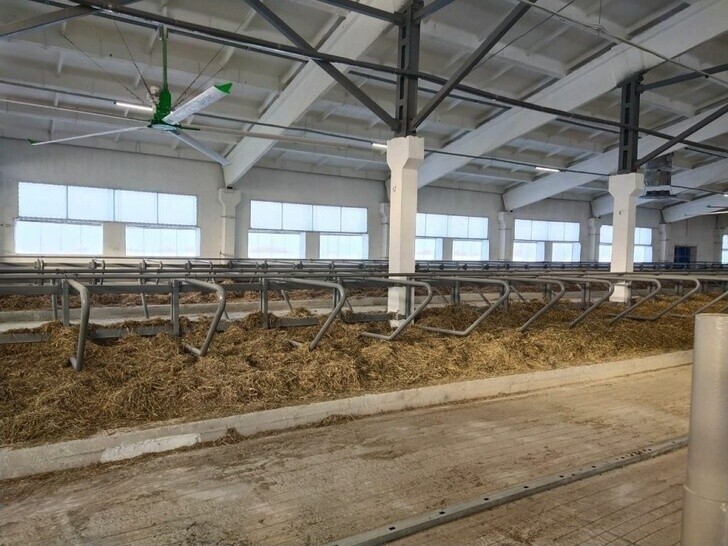 ООО «Вороновское» запустило в Томской области молочную ферму на 700 голов