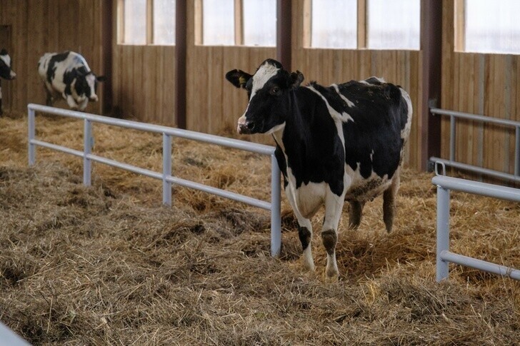 Кировское сельхозпредприятие «Дружба» запустило молочную ферму на 200 голов