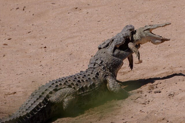 Большой крокодил решил съесть своего мелкого собрата