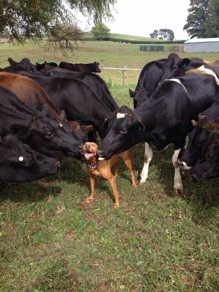 Коровы тоже любят собак!