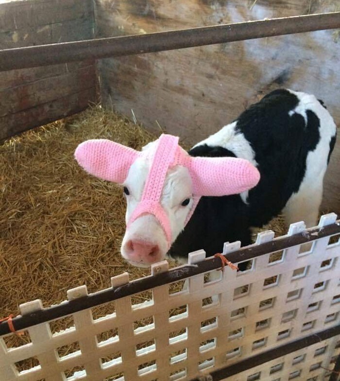 Для коровки сшили специальную шапочку от замерзания
