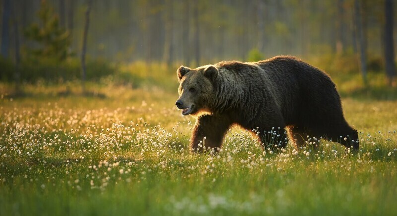 День медведя