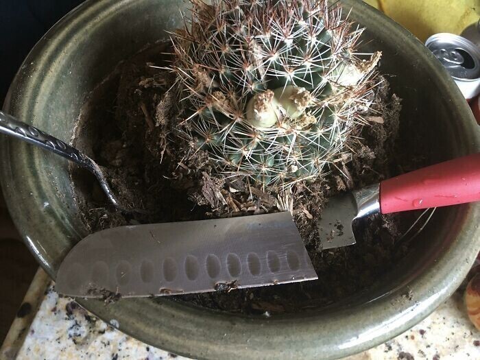 "Оказывается, муж использует мой любимый кухонный нож для ухода за растениями"
