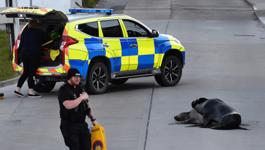 Полиция перекрыла улицу, чтобы водители не наехали на спаривающихся морских львов