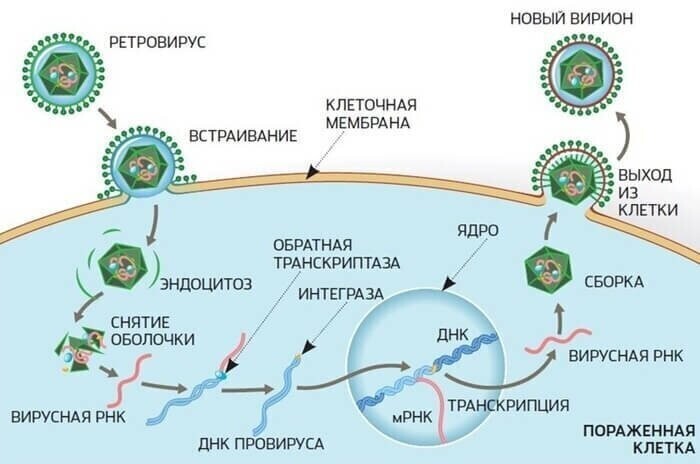 Ретровирусы