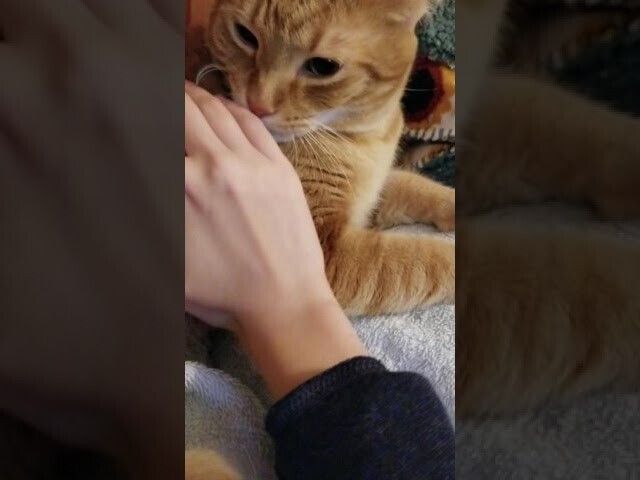 Когда рука пахнет чужим котом 
