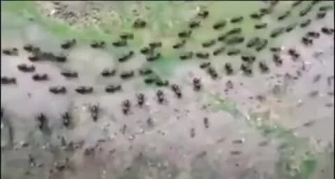 Термиты и муравьи, разделенные линией солдат обоих видов 