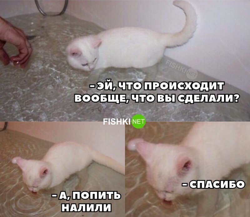 Что не так с этим котом?