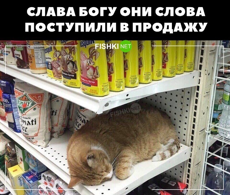 Котик по акции