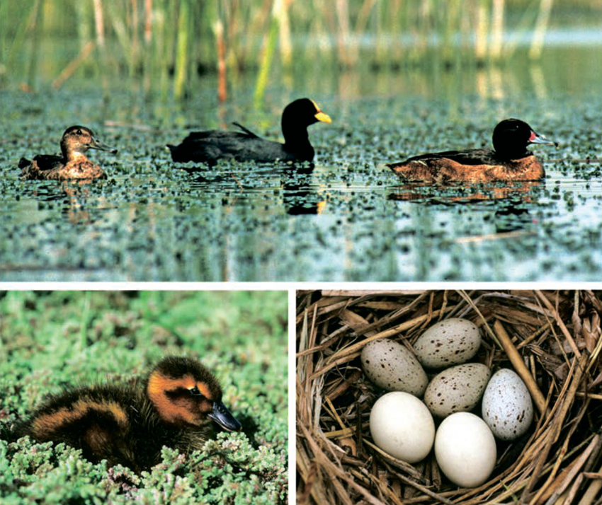 Черноголовые утки: Подбрасывают яйца в чужие гнезда! Неожиданная безответственность уточек