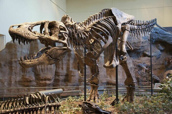 Детеныш тираннозавра рос невероятно быстро. Он мог набирать 15-20 килограммов в неделю