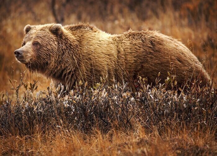 В Канаде есть небольшая область, где пересекаются ареалы обитания черных медведей, медведей гризли и белых медведей