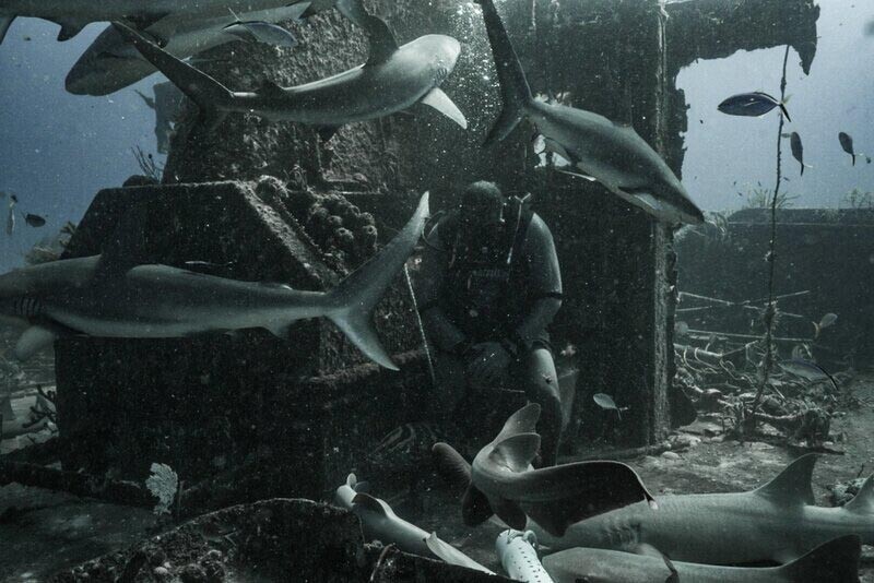 Встреча дайверов с рифовыми акулами