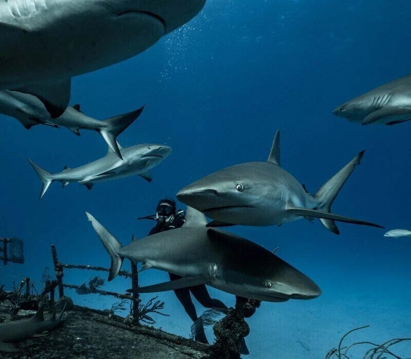 Встреча дайверов с рифовыми акулами