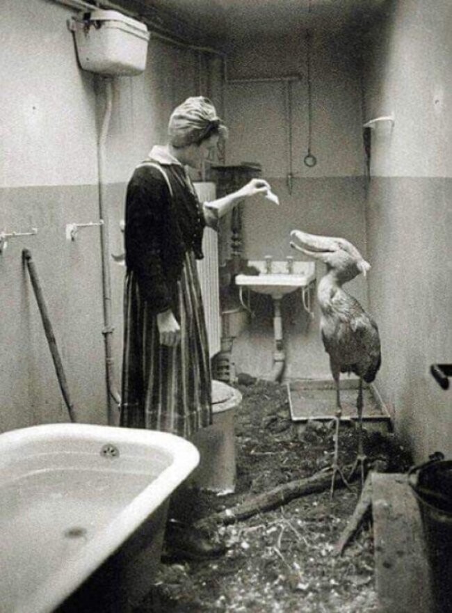 25. Китоглав из берлинского зоопарка переживает бомбежки в ванной у медсестры, 1945 г.