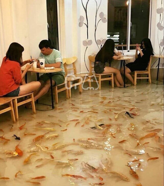 Рыбное кафе во Вьетнаме. Это живая рыба