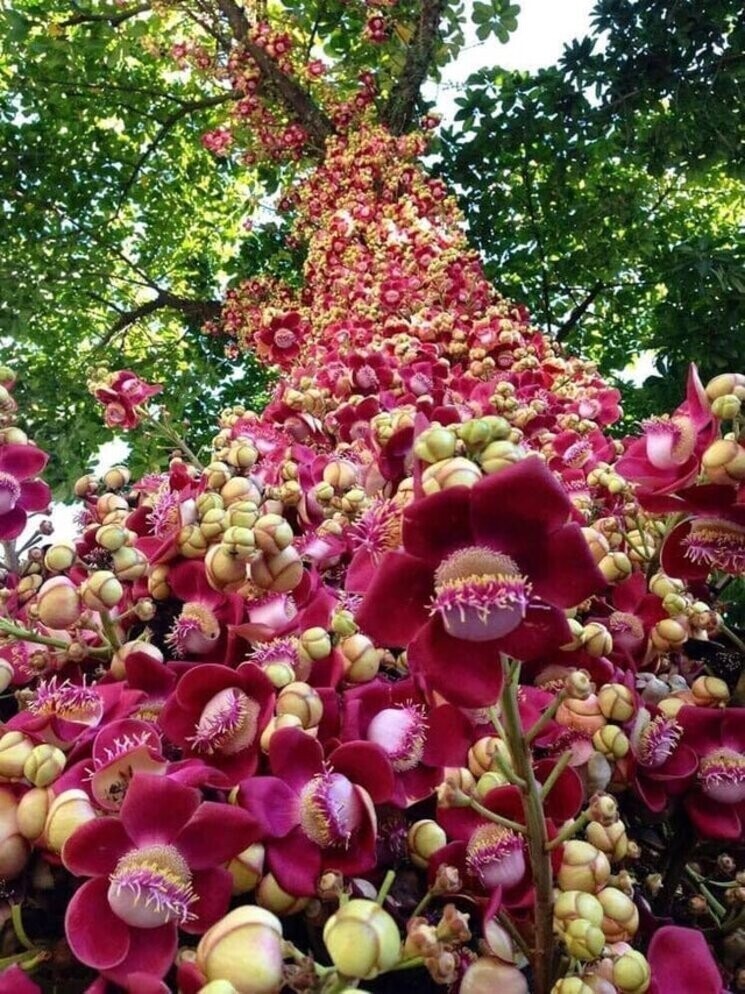 Курупита гвианская (Пушечное дерево) растёт в тропических областях Южной Америки, на островах Карибского моря и в Индии