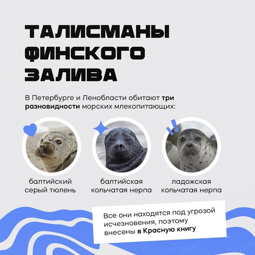 Балтийские тюлени и нерпы