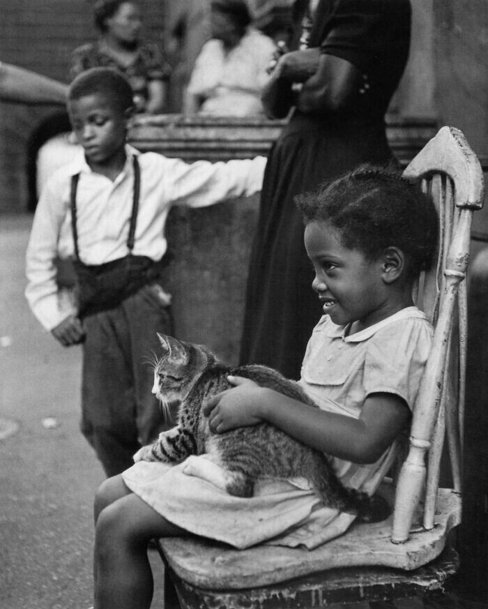 6. Котенок. Гарлем, штат Нью-Йорк, 1949 год