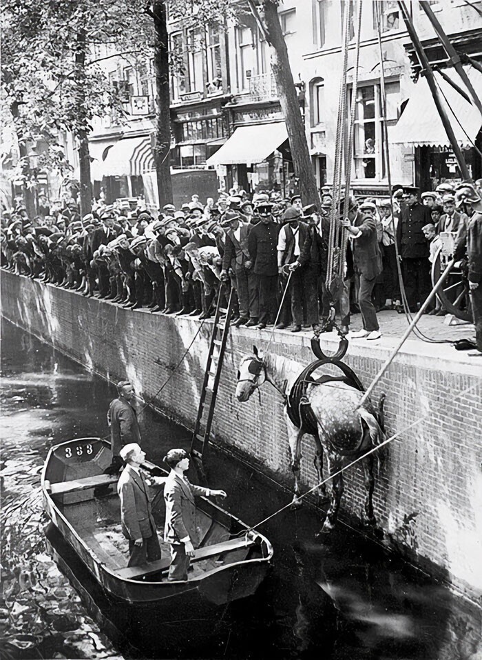 34. Спасение коня, упавшего в канал. Амстердам, 1929 год