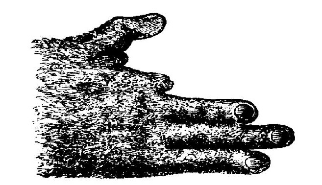 Потто: «Пальцы фрезеровщика» и шипы на шее. Редкий примат с особыми способностями