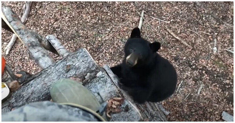 Медведи заинтересовались фотографами на дереве в лесу