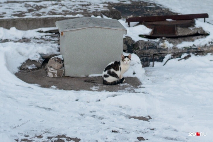 Пара построила домик для бездомных котов