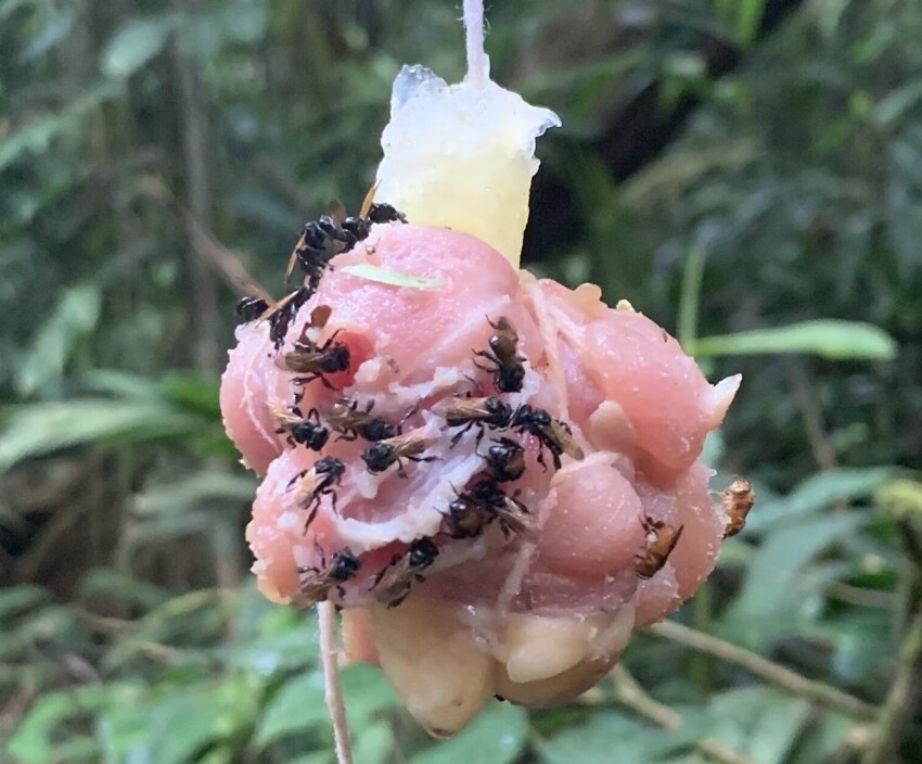 Неправильные пчелы: пчелы-мясоеды с Коста-Рики