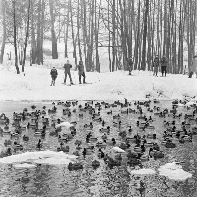 Лыжники и утки в парке Кузьминки в Москве. Фото Валентина Соболева, 1983