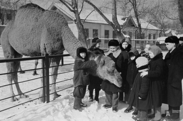 В Московском зоопарке. 1952