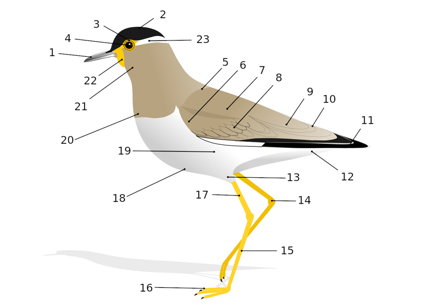 Что изображено на схематическом рисунке птицы под номером 15?