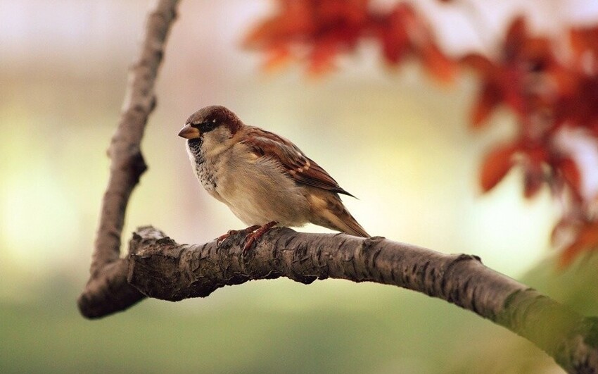 Каким образом почки птиц извлекают азотсодержащие отходы из кровотока?