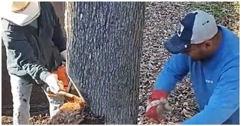 Рабочие обнаружили неприятный сюрприз в стволе дерева