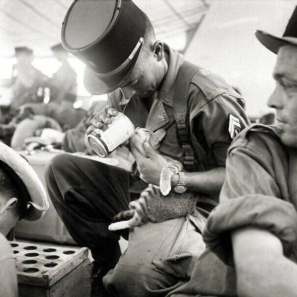 Французский солдат кормит котенка