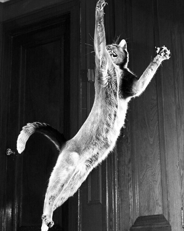 Снимок фотографа Уолтера Чандоха в 1951 году. Фотограф спас этого кота, известного как Локо, с замерзающих улиц Нью-Йорка. Он стал его первой кошачьей моделью