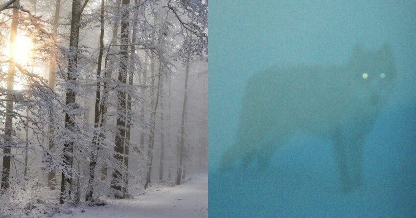В Иркутской области охотники подстрелили пожарных, приняв их снегоход за волка