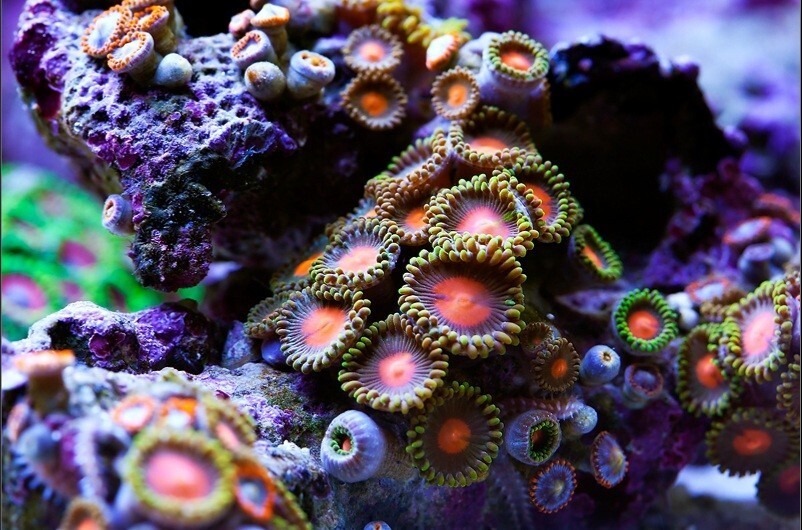Московскую семью чуть не убили кораллы из домашнего аквариума