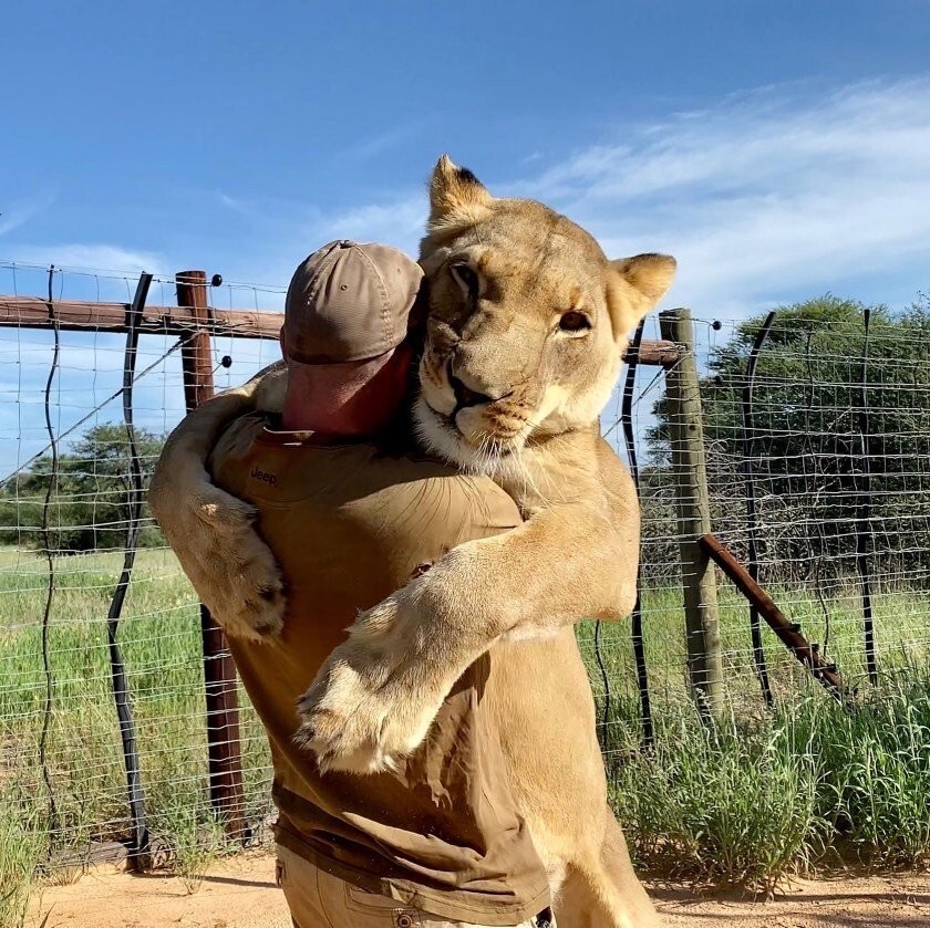 9-летняя львица обожает своего спасителя