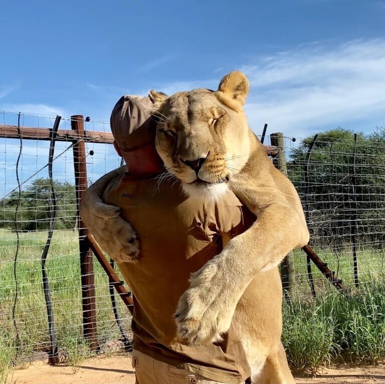 9-летняя львица обожает своего спасителя