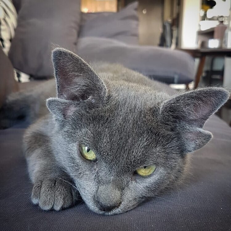 Кошка Мидас - чудо с четырьмя ушками