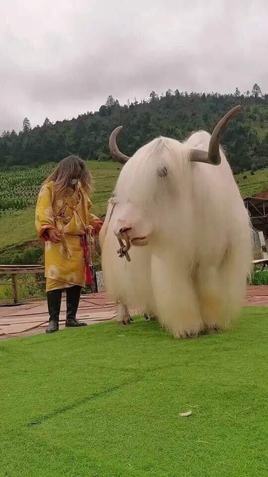 В Тибете обитают вот такие белые яки