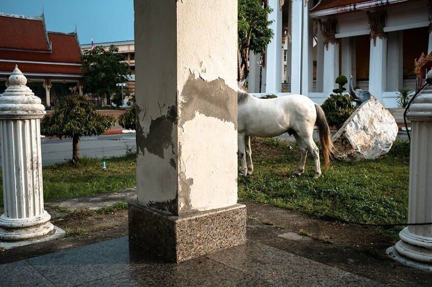 4. Сакулчай Сикитикул, «Лошадь и трещина»