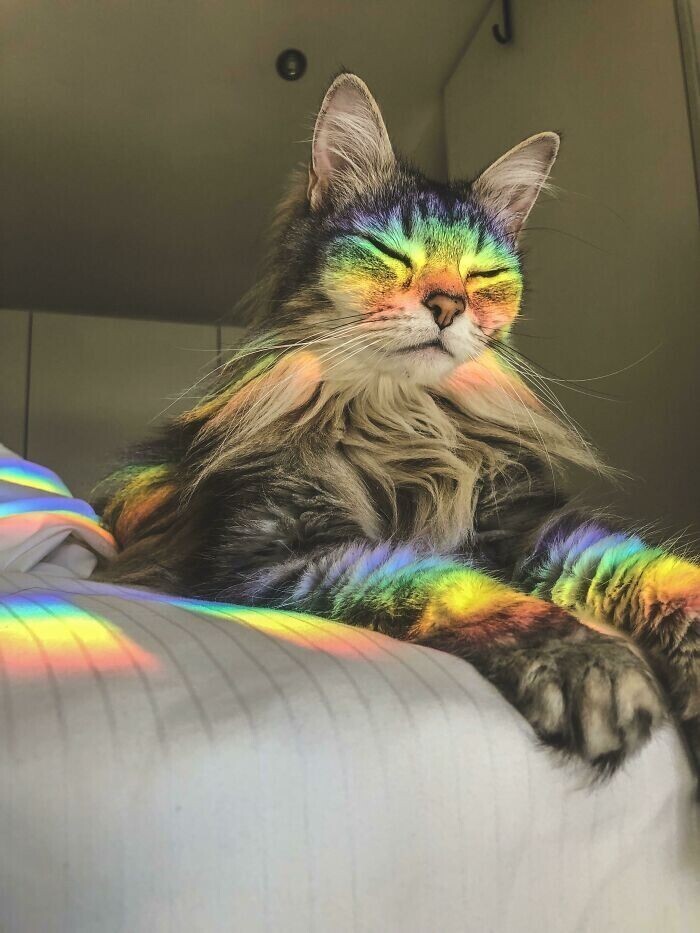 Кошки в радуге