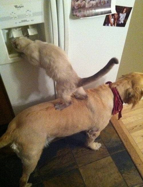 Настоящая дружба между кошкой и собакой