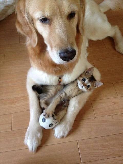 Настоящая дружба между кошкой и собакой